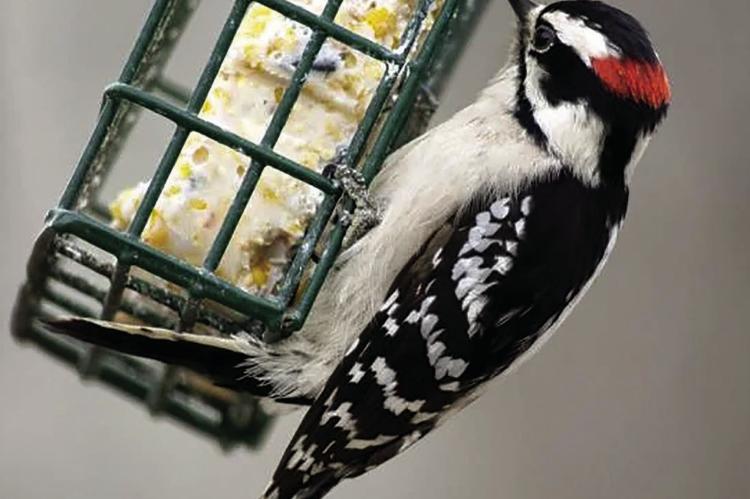 Male Downy Woodpecker submitted through the Missouri Department of Conservation.