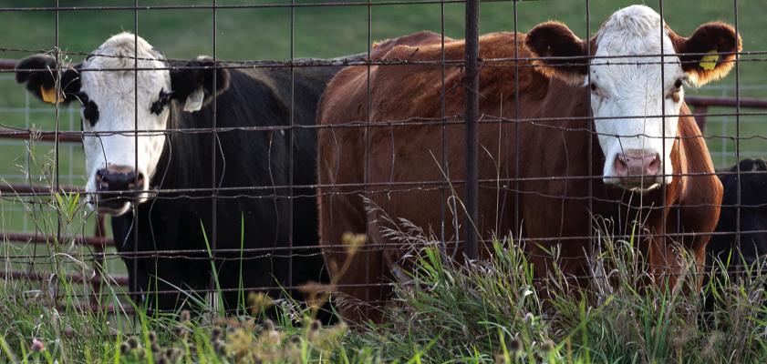 Rebuilding the herd