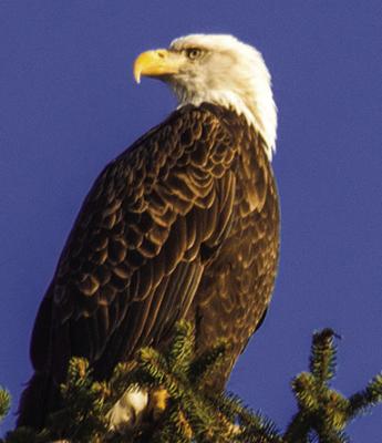 Eagle Days coming to Clay County