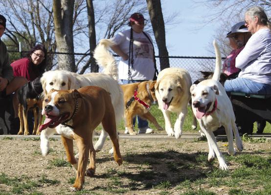 EXCELSIOR SPRINGS resident Jessica Cornish helps to host ‘Dog meetups’ at Centary Bark. The usual plan is for smaller dogs to meet at 4 p.m. on Fridays and the larger dogs to meet at 4:30 p.m. on Saturdays. The canines shown here were in attendance at the event on March 30. MIRANDA JAMISON | Staff