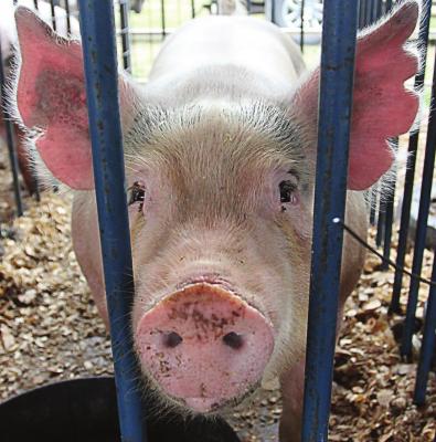 SWINE FEVER is a threat to hogs, including this one at the Ray County Fair, as COVID-19 is a threat to people. J.C. VENTIMIGLIA | Staff