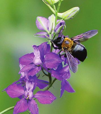 THIS CARPENTER BEE is among the insects on the old Hotel Castle Rock property in Excelsior Springs. J.C. VENTIMIGLIA | Staff