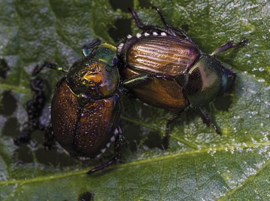 Beetle battle techniques shared