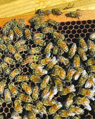 Busy bees making honey. Rebecca VanScoy | Submitted