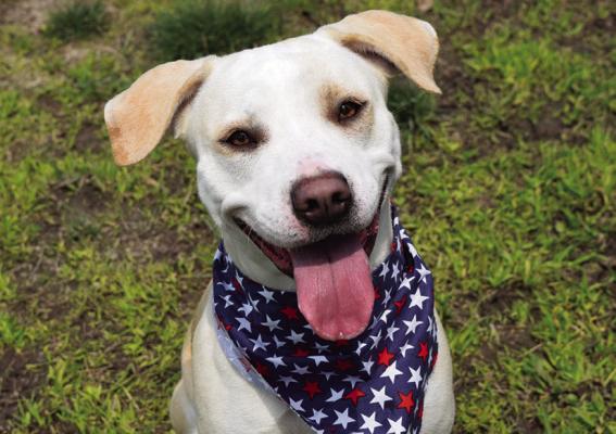 Fourth of July Pet Safety