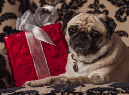 Go ‘mutts’ for these pet gifts