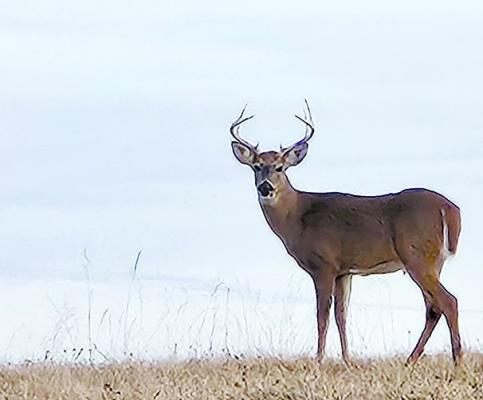 A BUCK STANDS guard at the Excelsior Springs Golf Course following warmer weather. MIRANDA JAMISON | Staff