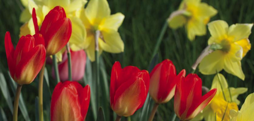 Care of spring bulbs after flowering