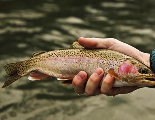 Latest catch-and-keep trout season gets underway