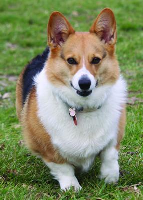Warm sunshine, wagging tails
