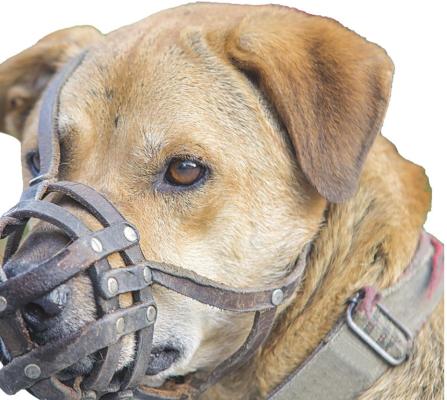 Dogs categorized as dangerous would need to be muzzled when outdoors, according to a proposed ordinance.