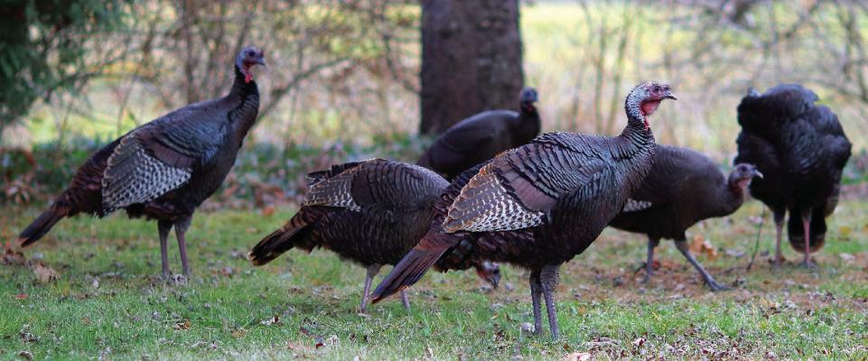 Public comment open on proposed turkey hunting change