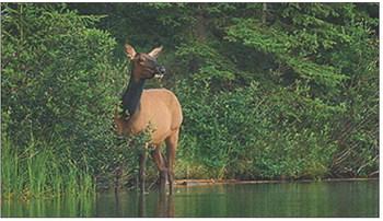 MDC urges wildlife reporting