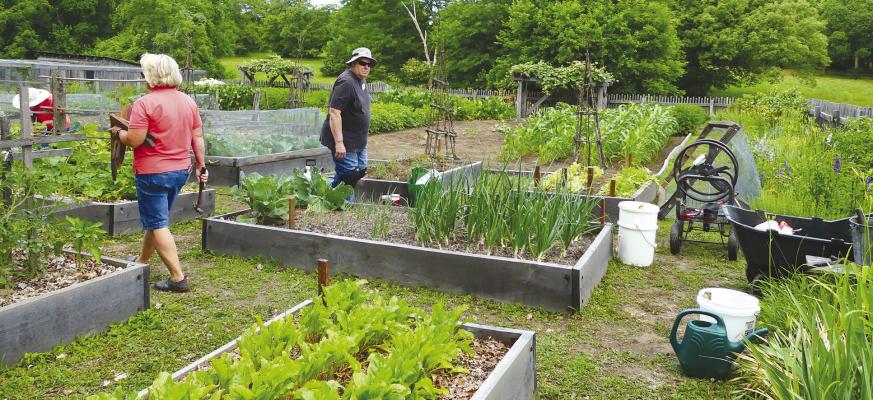 Robert Scott works hard to provide essential nourishment to the onions and cabbage. ELIZABETH BARNT | Staff