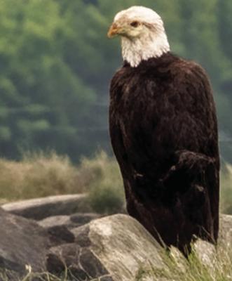 Regal Eagle