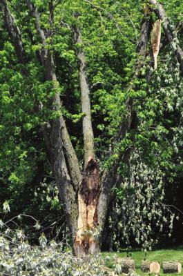 CLEANUP CONTINUES Monday afternoon following the June 11 storm that ripped through Excelsior Springs, resulting in downed trees and limbs, like this one on the grounds of the Meet the Need and the Opportunity Cafe and Coffee complex. SHAWN RONEY | Staff