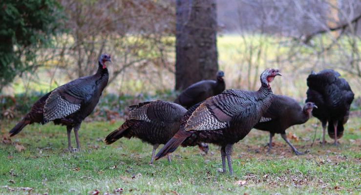 MDC announces deer and turkey dates