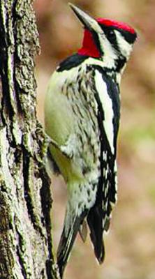 SUBMITTED BY Terry Webb through the Missouri Department of Conservation.