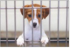 Bill targeting ‘puppy mill problem’ returns ahead of 2025 legislative session