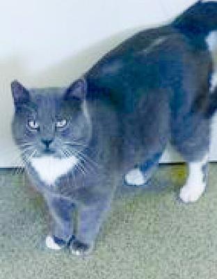 Excelsior Animal Control has pets to adopt
