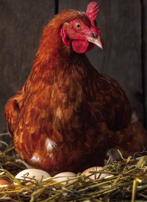 Urban chickens