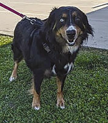 Adoptable pet at animal control center