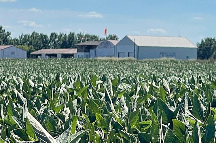 CITY OFFICIALS continue leasing acreage for farming, adopting new 38-month agreements with Big Paw Farms for 26 acres around the airport and with David Rhodus for 15 acres near Hillcrest Cemetery. BRIAN RICE | Staff