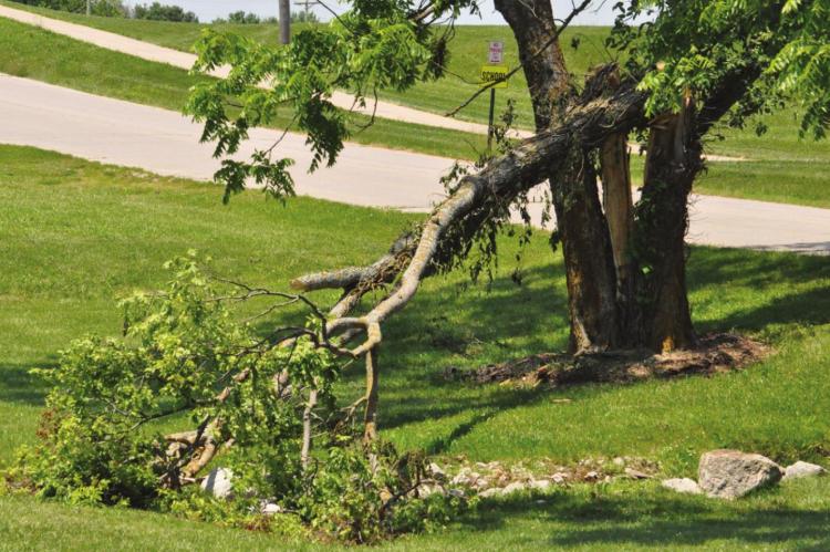 THE STORM that blows through town leaves many residents without power for 24 hours or longer and leaves downed trees and hunks of trees, like this one in the green space between Century Park and Crown Hill Cemetery.