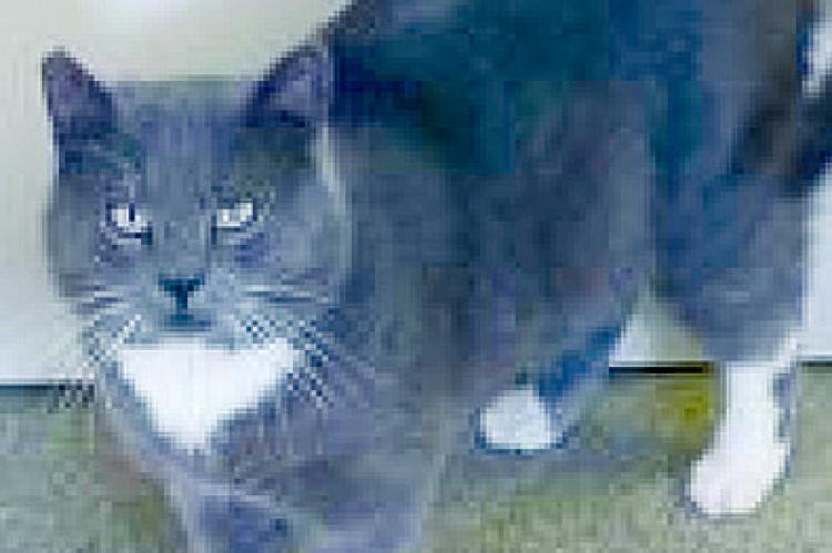 Excelsior Animal Control has pets to adopt