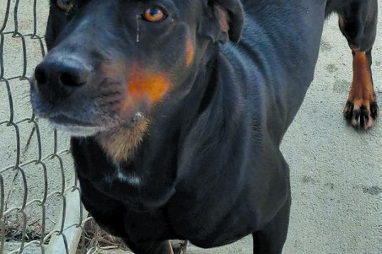 Excelsior Animal Control has pets to adopt