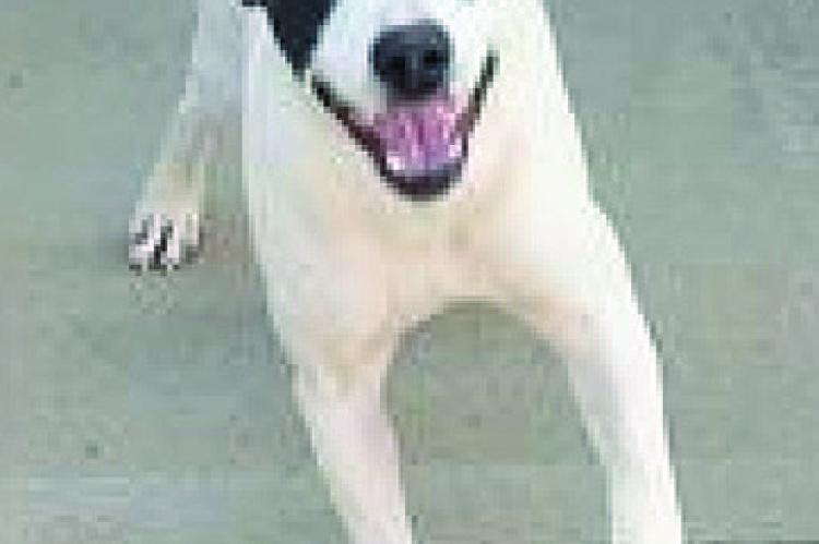 Excelsior Animal Control has pets to adopt