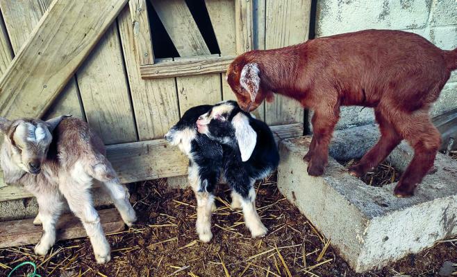 GOAT KIDS LILLY, Pickle and Bubba are a vital step in the making of Lamp Farm’s goat milk products. Submitted