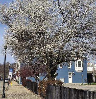 THIS CALLERY PEAR tree is located in Excelsior Springs on Broadway Avenue near Elizabeth Street. See story on page 2. SHARON DONAT | Staff