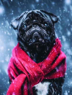 Keep companions safe this winter