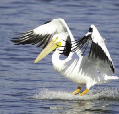 A RESIDENT finds a pelican like this one acting odd near a Clay County pond, euthanizes the bird, and subsequent testing reveals the bird suffers from avian influenza, also called bird flu.