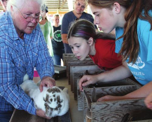TO ASSIST youngsters in raising rabbits by giving them an understanding of what judges look for in the the rabbit’s fur and body, judge Sharon Stephen gives an up-close evaluation during the 2019 Ray County Fair. Rabbits that do well at the county level are typically in a position to move on to the Missouri State Fair, but due to a disease – one that affects rabbits, not people – the state will not have a rabbit show this year. J.C VENTIMIGLIA | Staff