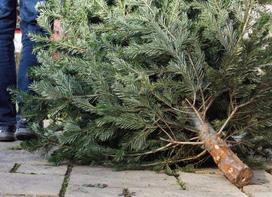 MDC encourages Christmas tree recycling