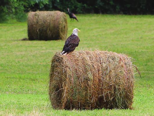 ON MISSOURI HIGHWAY 10 near Route C, between Richmond and Excelsior Springs, a bald eagle rests on a round hay bale. In the distance directly behind the eagle stands a wild turkey. The turkey likely has nothing to fear, as this eagle’s focus is a racoon carcass, a road kill luncheon on the side of Highway 10. J.C. VENTIMIGLIA | Staff