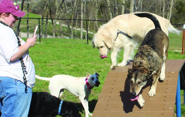 MIRANDA JAMISON | Staff ‘DOG MEET-UPS’ at Centary Bark give dogs and owners some social time.