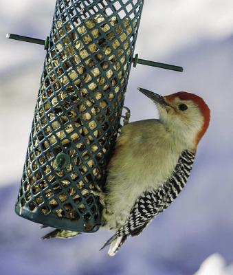 Delightful woodpeckers of Missouri