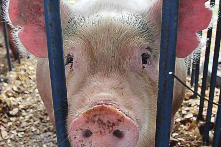 SWINE FEVER is a threat to hogs, including this one at the Ray County Fair, as COVID-19 is a threat to people. J.C. VENTIMIGLIA | Staff