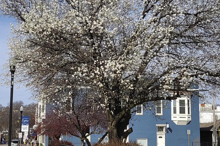 THIS CALLERY PEAR tree is located in Excelsior Springs on Broadway Avenue near Elizabeth Street. See story on page 2. SHARON DONAT | Staff