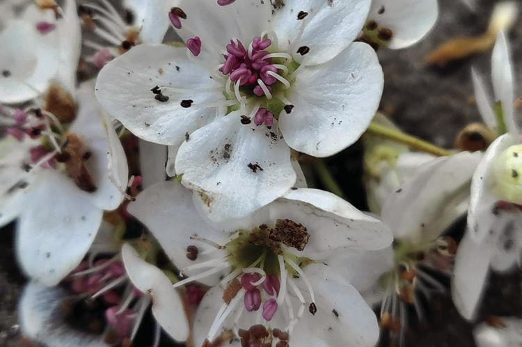 THE FLOWER OF the Callery Pear tree makes these trees very distinctive to spot. SHARON DONAT | Staff