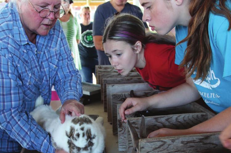 TO ASSIST youngsters in raising rabbits by giving them an understanding of what judges look for in the the rabbit’s fur and body, judge Sharon Stephen gives an up-close evaluation during the 2019 Ray County Fair. Rabbits that do well at the county level are typically in a position to move on to the Missouri State Fair, but due to a disease – one that affects rabbits, not people – the state will not have a rabbit show this year. J.C VENTIMIGLIA | Staff