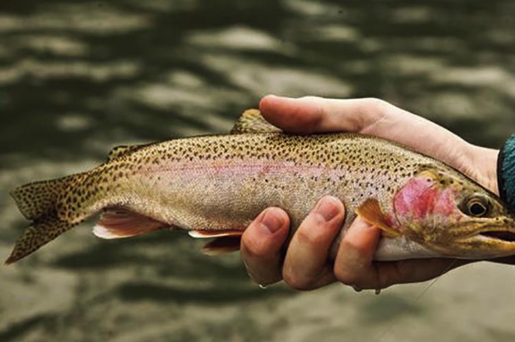 Latest catch-and-keep trout season gets underway