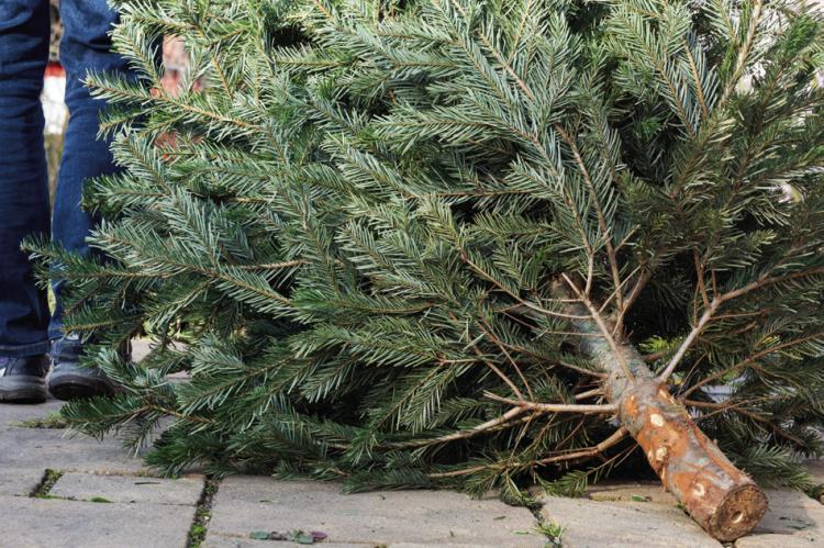MDC encourages Christmas tree recycling