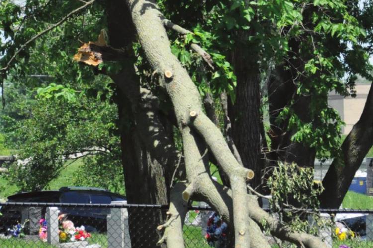 HIGH WINDS from the June 11 storm take out a hunk of this tree in Excelsior Springs’ Century Park.