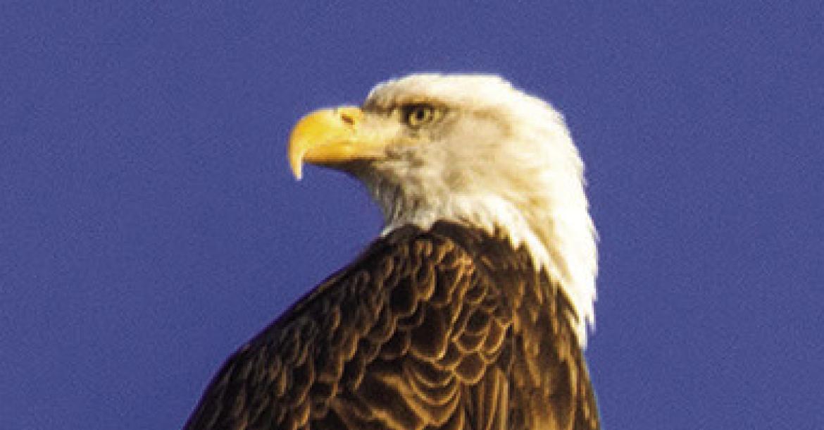 Eagle Days coming to Clay County